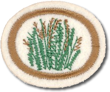 GRAMINEAS